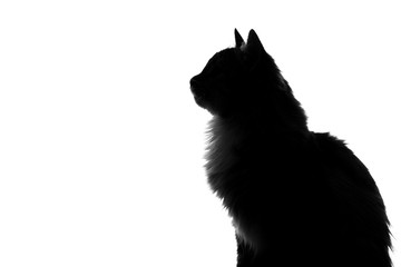 Naklejka premium silhouette of fluffy cat on a white background