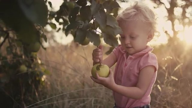 A cute little girl struggles to pick an apple off a tree in a field, with lens flare