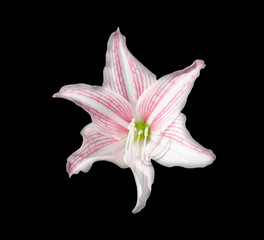 flowers black background