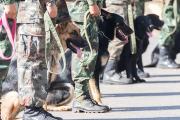  Training dogs of war - 98453120