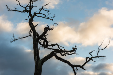 Dead tree in the morning sun