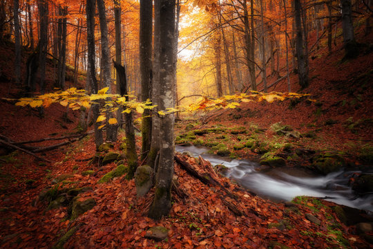 Fototapeta Autumn colors forest and small creek