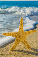 starfish on the beach