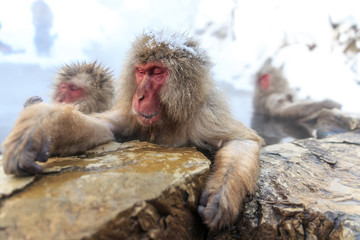 Snow Monkeys in Jigokudani Monkey Park, Nagano