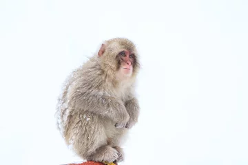 Crédence de cuisine en verre imprimé Singe Snow Monkeys in Jigokudani Monkey Park, Nagano