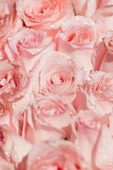 Romantic pink roses with droplets