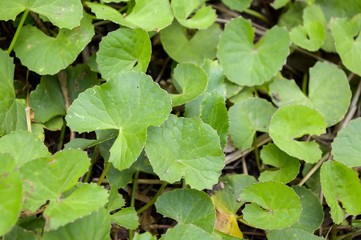 green centella asiatica tree in vegetable garden