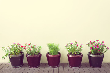 Flowers in flowerpots on wood floor with blank wall, vintage sty