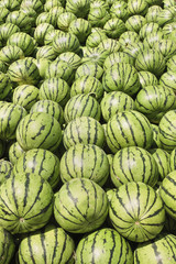 Fototapeta na wymiar Large quantity of fresh green watermelons