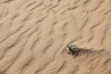 young plant in desert