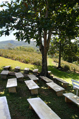 Croydon Plantation, Jamaica..