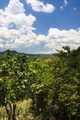 Fototapeta na wymiar Croydon Plantation, Jamaica..