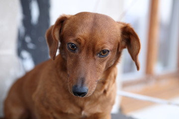 dachshund dog on the balcony