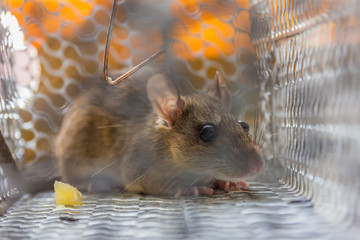 Close up of anxious rat trapped and caught in metal cage