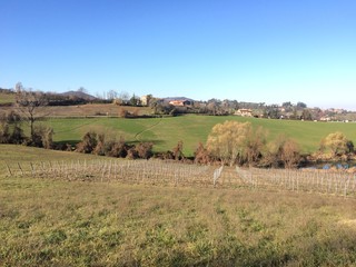 Fototapeta premium Vigneto in collina, inverno