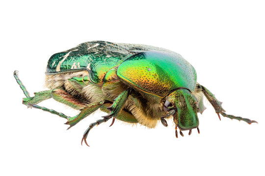 Cetonia aurata or Rose Chafer beetle isolated on white background, lateral view