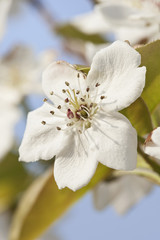 Beautiful white flower with a blue sky on the background