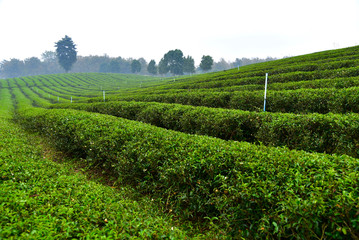 tea plantation