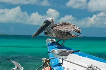 Foto op Canvas Pelicans © carca12