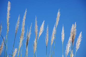 Fototapeta premium reeds grass with blue sky