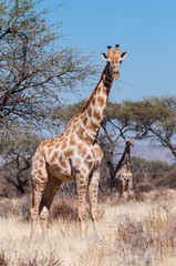 Giraffen in der Buschsavanne; Namibia