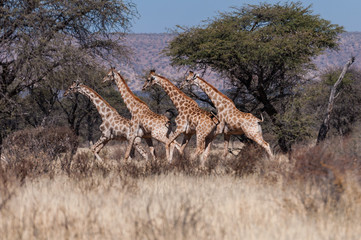 Giraffen auf der Flucht, Buschsavanne, Namibia
