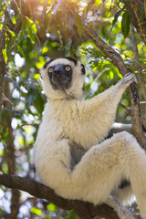 White Verraux Sifaka standing on a tree in Madagascar