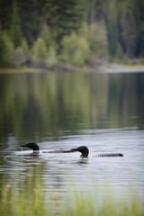 Loon on Remote and Reflective Mountain Lake