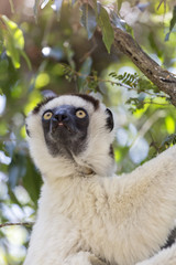 Sifaka cute portrait in a wildlife scene in Madagascar, Africa
