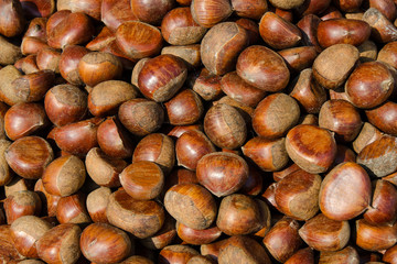 Chestnut - Stock image