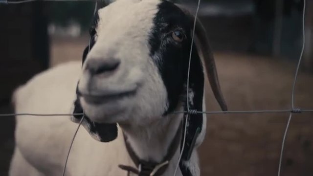 Close up of a goat poking his head through a fence