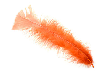 Feder orange