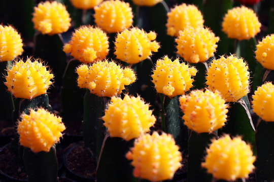 Yellow Cactus