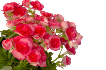 Pink Begonia on white background.