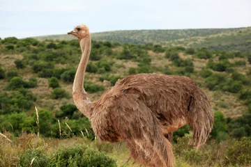 Abwaschbare Fototapete Strauß avestruz