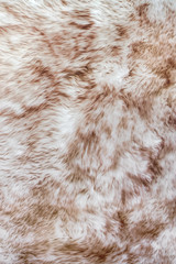 Texture fur of sheep