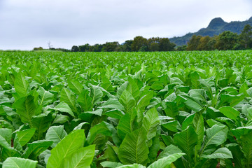 Tobacco plantation