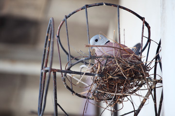 dove in nest