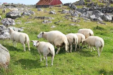 Obraz premium A flock of sheep on the Western coast of the island Karmoy, Norway. One sheep ist pissing. Piss off!