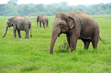 Naklejka na ściany i meble Elephant in Sri Lanka