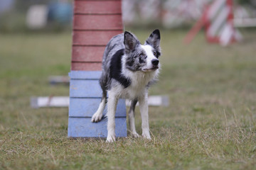 border collie zone