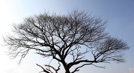 silhouette of dry tree