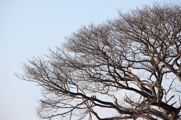 dry tree with space