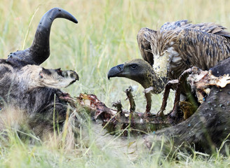 Vulture feeding on a kill