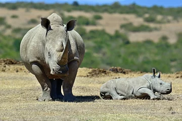 Crédence de cuisine en verre imprimé Rhinocéros White Rhino in Kenya