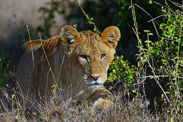 Portrait of young Lion