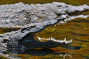 Crocodiles Masai Mara