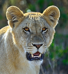 Portrait of young Lion