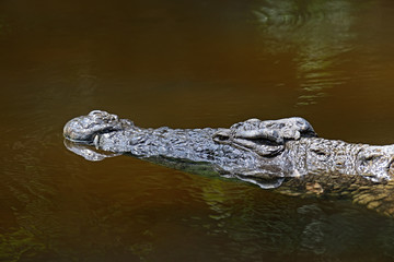 Crocodiles Masai Mara