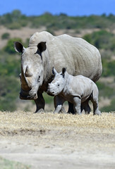 Rhinocéros blanc dans le parc Solio au Kenya.
